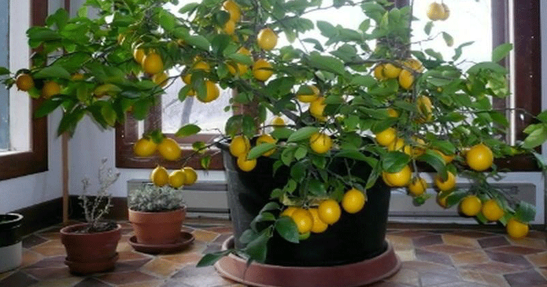 cultiver citronnier