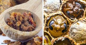 Lire la suite à propos de l’article Les bienfaits pour la santé de la propolis d'abeille et de la gelée royale