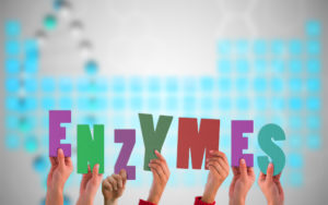 Que sont les enzymes et pourquoi en avons-nous besoin?