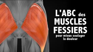 L'ABC des muscles FESSIERS pour mieux soulager la DOULEUR